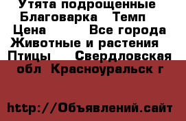 Утята подрощенные “Благоварка“,“Темп“ › Цена ­ 100 - Все города Животные и растения » Птицы   . Свердловская обл.,Красноуральск г.